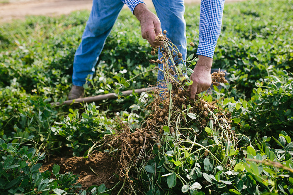 How Do Peanuts Help Contribute to a Green Planet?