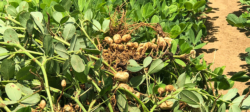 Peanut Butter & Co. Farm Late Summer Update
